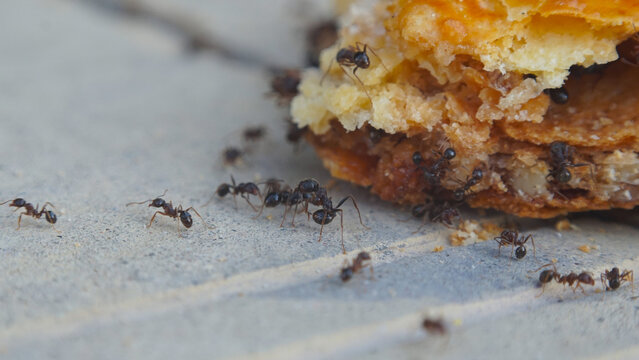 Macro shot of ants gathering crumbs under a sweet pastry outdoors