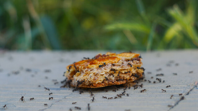 Swarm of black ants eating a piece of sweet baklava pastry outdoors