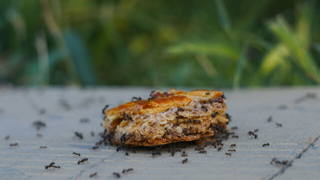 Swarm of black ants eating a piece of sweet baklava pastry outdoors