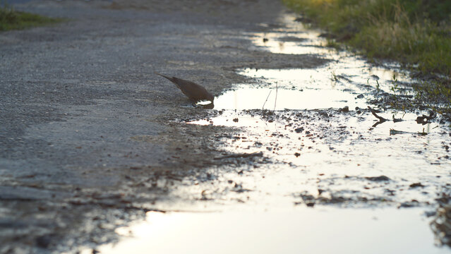 Wild dove bending down to drink water from a road puddle at sunset