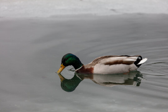 Canards