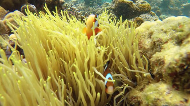 Close up view of cluster of two two strips orange clown Cinnamon Clown fishes Hiding in their nest sanctuary surrounded by coral and sea anemone at Siete Pecados Marine Park Coron Philippines during s