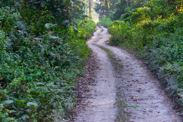 Obraz premium A path inside Gorumara National Park - Dooars in Himalayan foothills , North Bengal of West Bengal , India. Famous for its population of Indian rhinoceros.
