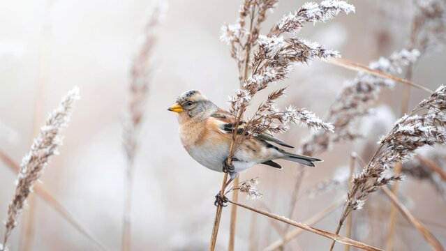 Small bird perched on frosted dry grass in winter landscape, nature wildlife photography.