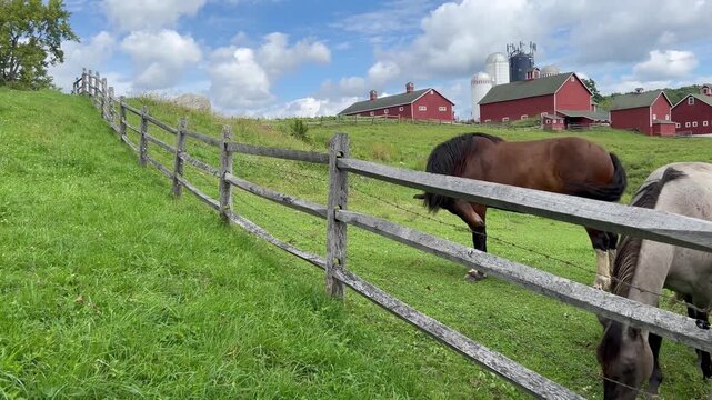 Horses grazing in green pasture along wooden fence on farm