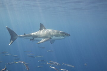 Naklejka premium Great White Shark and fish in the Pacific Ocean with God beams of light