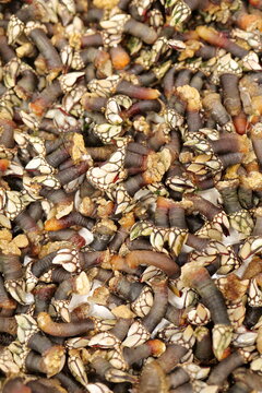 Percebes frescos en una bandeja, imagen vertical 
