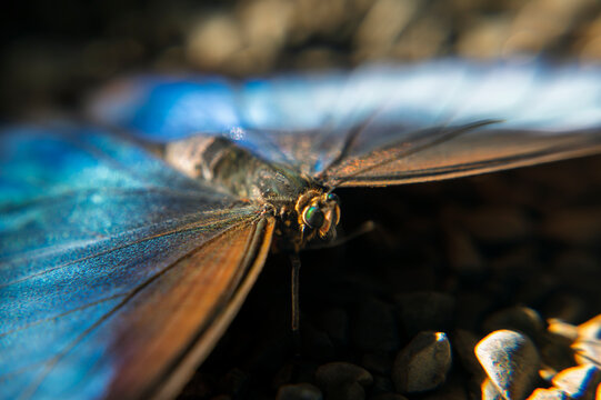 Extreme close-up macro of blue morpho butterfly head and thorax resting on ground with soft light