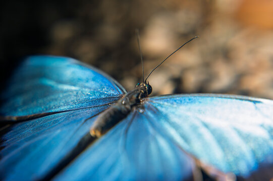 Top view macro shot of open blue morpho butterfly wings with iridescent blue color and antennae