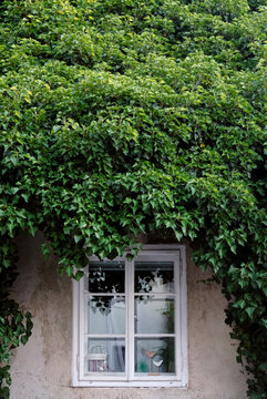 White window surrounded by green ivy