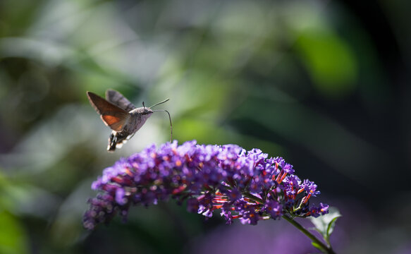 Hummingbird hawk-moth feeding on a purple butterfly bush. Blur background with shallow depth of field