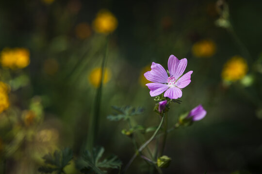Purple mallow flower in the meadow with yellow flowers. Blur background with shallow depth of field