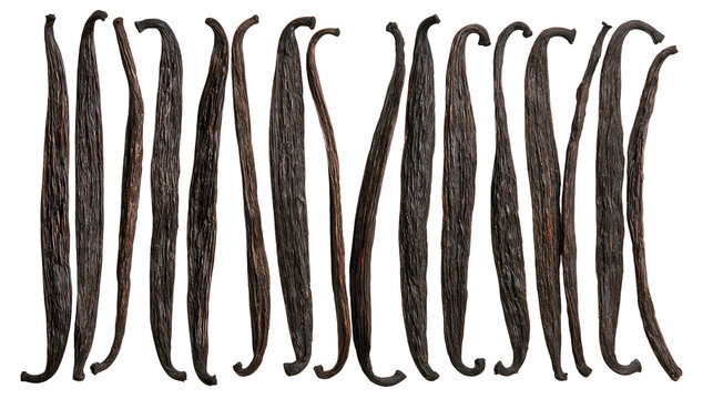 Dried dark brown vanilla bean pods arranged in a vertical row