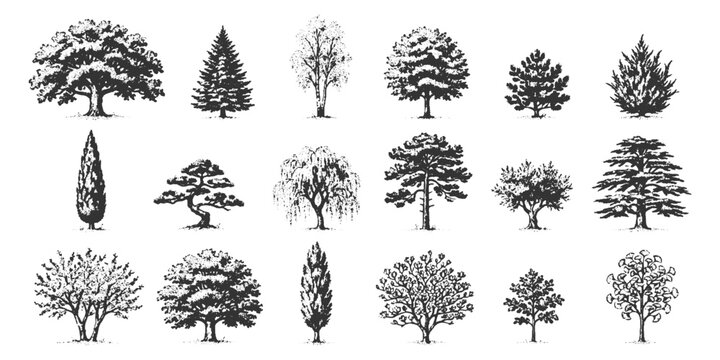 Detailed hand drawn landscape trees and botanical plant sketches collection for architectural elevation design vector illustration.