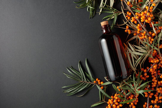 Antique dark glass pharmacy bottle filled with sea buckthorn oil with fresh branches of bright orange berries.