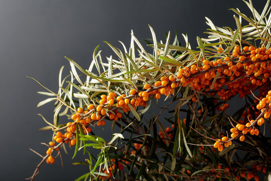 Fresh branches of bright orange sea buckthorn berries with green leaves.
