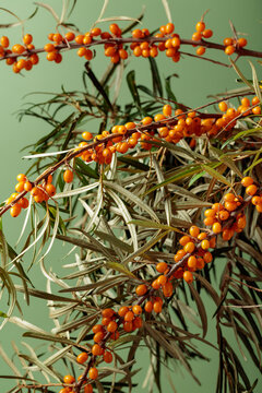 Fresh branches of bright orange sea buckthorn berries with green leaves.
