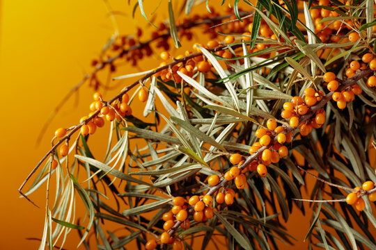 Fresh branches of bright orange sea buckthorn berries with green leaves.