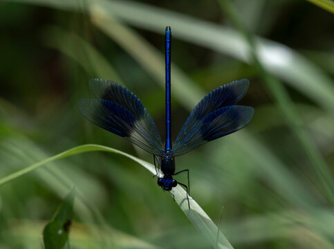 Libelle