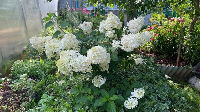 Blooming white hydrangea bush in a lush summer garden