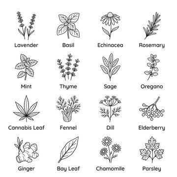 Herb icon set with lavender basil mint rosemary and common culinary herbs botanical line art