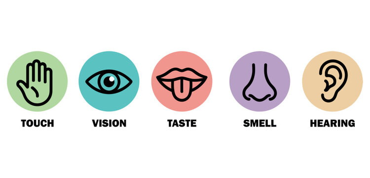 Five human senses icons vector illustration with touch vision taste smell and hearing symbols.