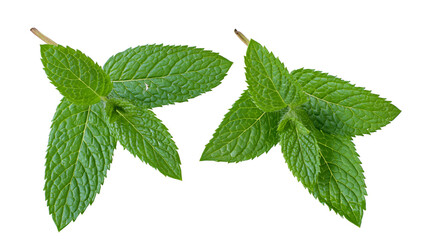Fresh green peppermint leaves sprigs with serrated edges © Fraser