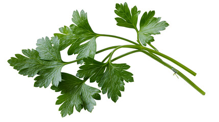 Fresh green flat leaf parsley sprig with stems © Fraser