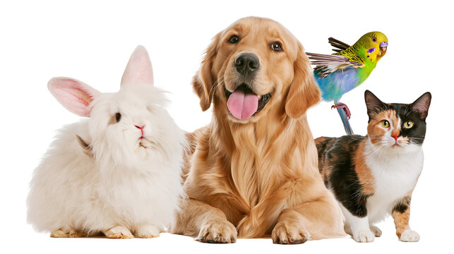 Golden Retriever dog with a fluffy white rabbit calico cat, and green parakeet