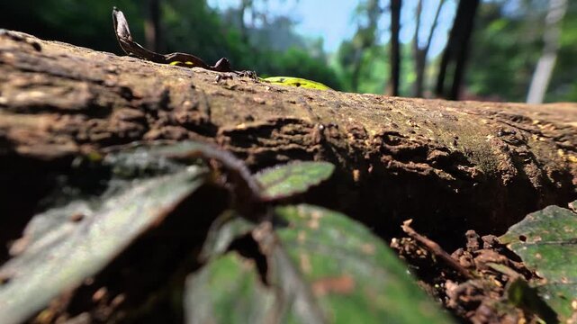 Close up of tiny ants walking on a fallen tree trunk in a tropical forest
