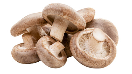 Fresh brown shiitake mushrooms piled together with visible gills and stems © Fraser