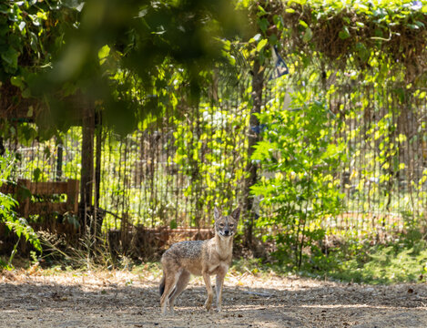 Golden jackal standing alert and looking at camera in natural habitat