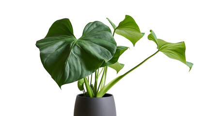 Lush green heart shaped Philodendron leaves in a dark grey ceramic plant pot © Elodie