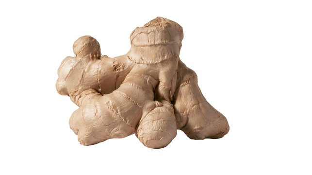 Fresh raw ginger root rhizome with textured beige skin