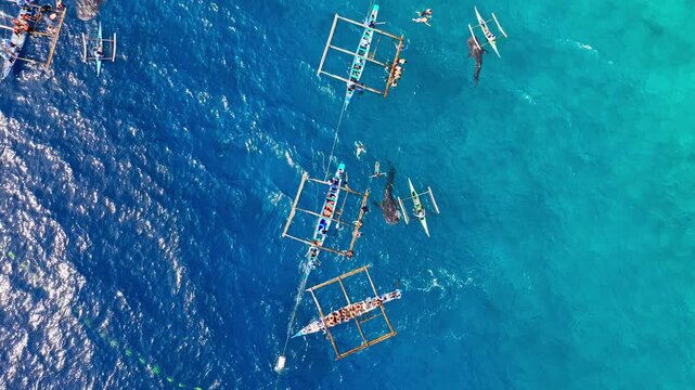 Top down drone shows whale sharks and boats across vivid blue Oslob waters