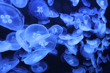 a group of jellyfish drifting freely in the blue water © @dsokol66