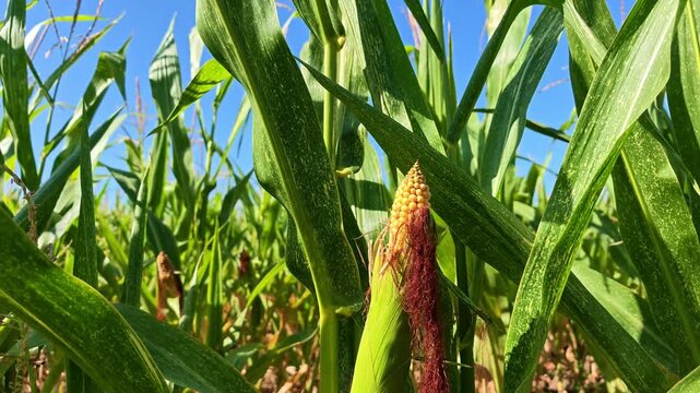 Close‑up view of an ear of corn growing in a cornfield after dry weather days with its yellow kernels partially exposed beneath the husk at countryside farmland.