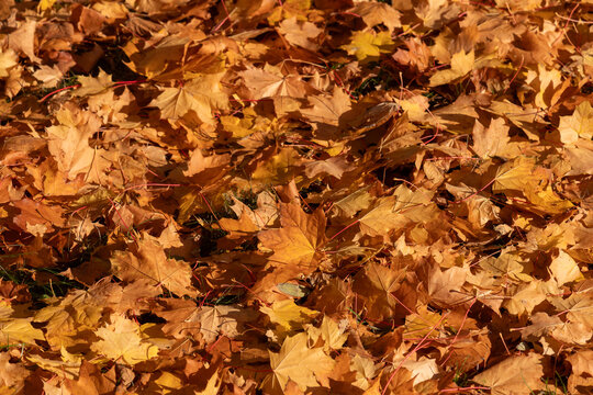 Autumn leaves carpet of yellow maple foliage covering grass in a sunlit fall scene