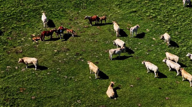 Cattle and horses graze across green alpine pasture at Col d'Aubisque in France, aerial telephoto
