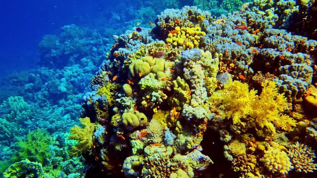 Colorful coral reef bursting with orange anthias and other tropical fish darting through coral heads