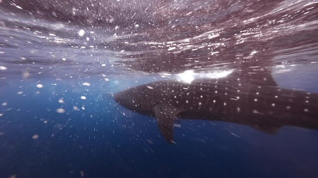 Whale shark glides just below the ocean surface with sunlight filtering through the water in Oslob, Philippines