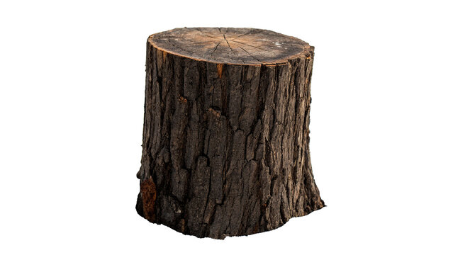 Rustic cut wooden tree stump log isolated on transparent background blank organic timber material