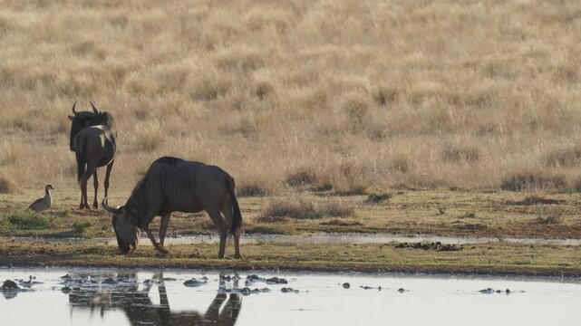 4K 30p (29.97 fps) footage of a blue wildebeest, common wildebeest or brindled gnu(Connochaetes taurinus) at the edge of a waterhole. Mokala National Park near Kimberley. Northern Cape. South Africa.