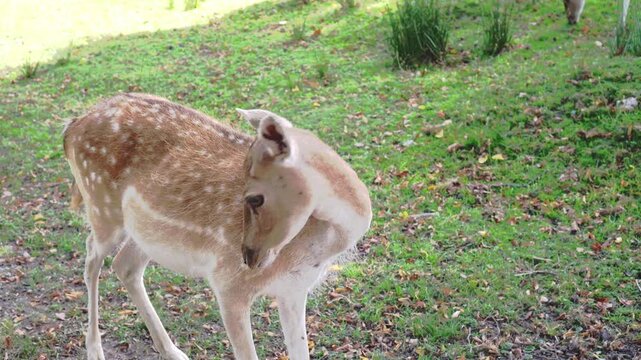 A young brown fallow deer wiggles its ears and tail against a background of green grass with fallen brown leaves in an ecological park in late summer and early autumn as an ecological conservation con