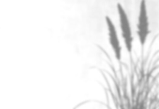 pampas shadow overlay grass reeds dry plant sunlight botanical boho minimalist aesthetic mockup effect transparent isolated texture backdrop
