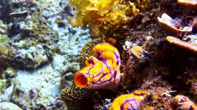 Underwater world showcasing a colorful colony of tunicates and a Stegastes pelicieri on the seabed