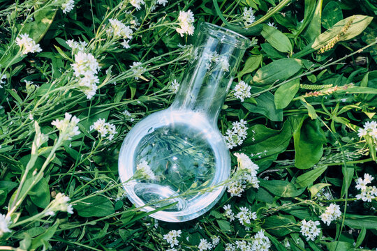 Round bottom flask containing water and leaves, surrounded by green plants and small white flowers