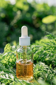 Clear glass dropper bottle with amber oil and pipette, standing among fresh green feathery grass, wormwood or carrot tops, in bright sunlight. Plant-Based Cosmetics and Modern Biotechnology