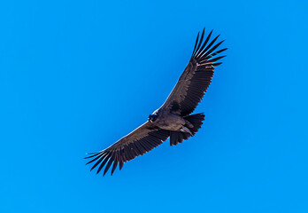 Fototapeta premium A view of a mature Andean condor soaring overhead at the Condor cross viewpoint in the Colca Canyon region in southern Peru in the early morning