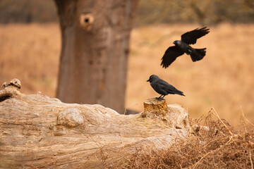 Fototapeta premium Jackdaw in flight above another perched on fallen log amid golden grass in Richmond Park, London.